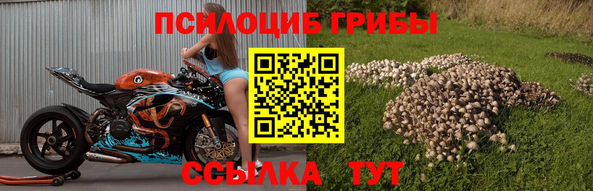 Димитровград  Псилоцибиновые грибы Psilocybine cubensis  Псилоцибиновые грибы Psilocybe  Вход с VPN 